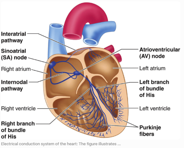 atrial fibrillation 